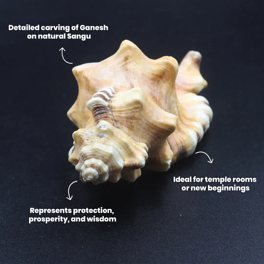 Ganesh Face Sangu - 3