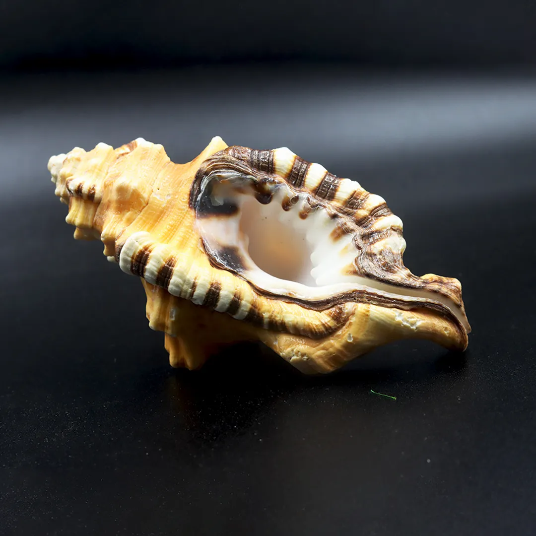 Ganesh Face Sangu - 2