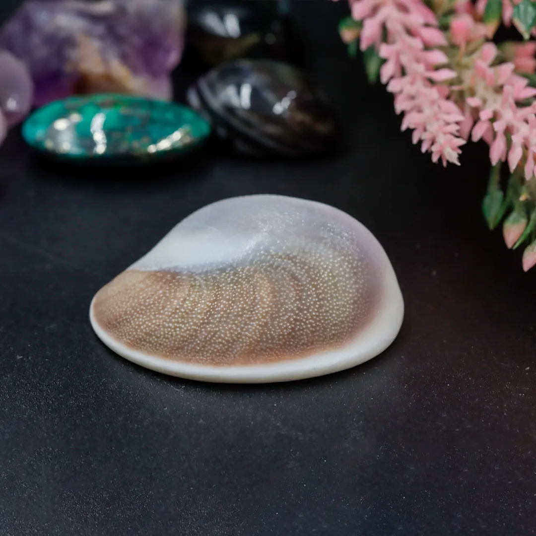 Gomathi Chakra – Big