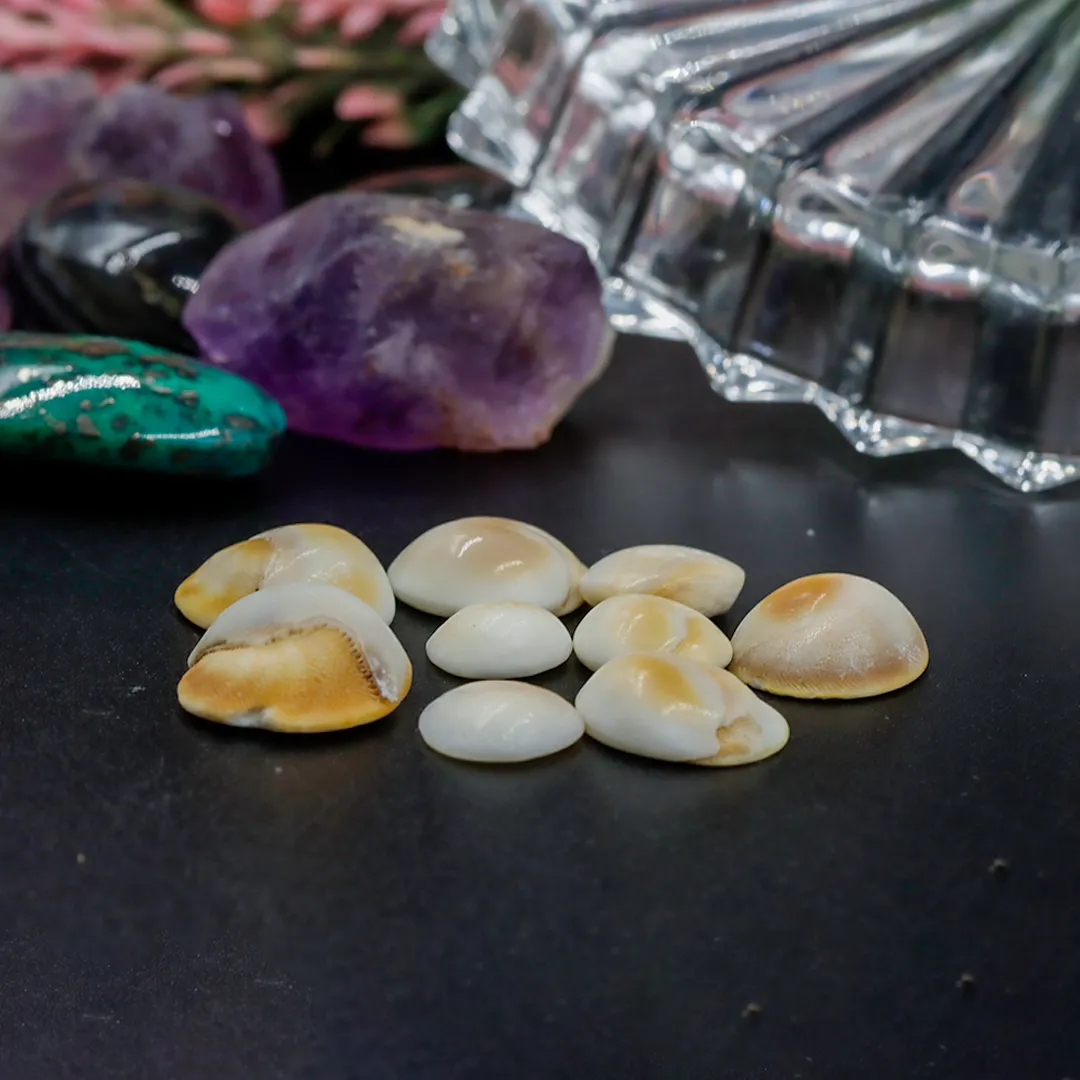 GOMATI CHAKRA -REGULAR