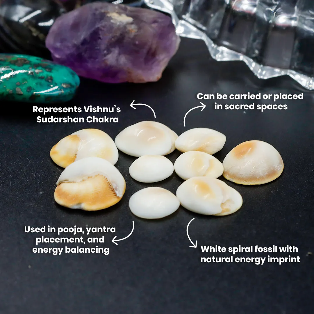 GOMATI CHAKRA -REGULAR - hover