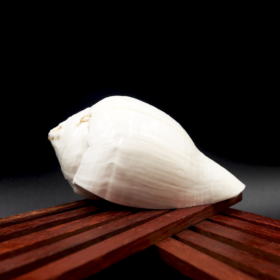 VAZHAMPURI SANGU - hover