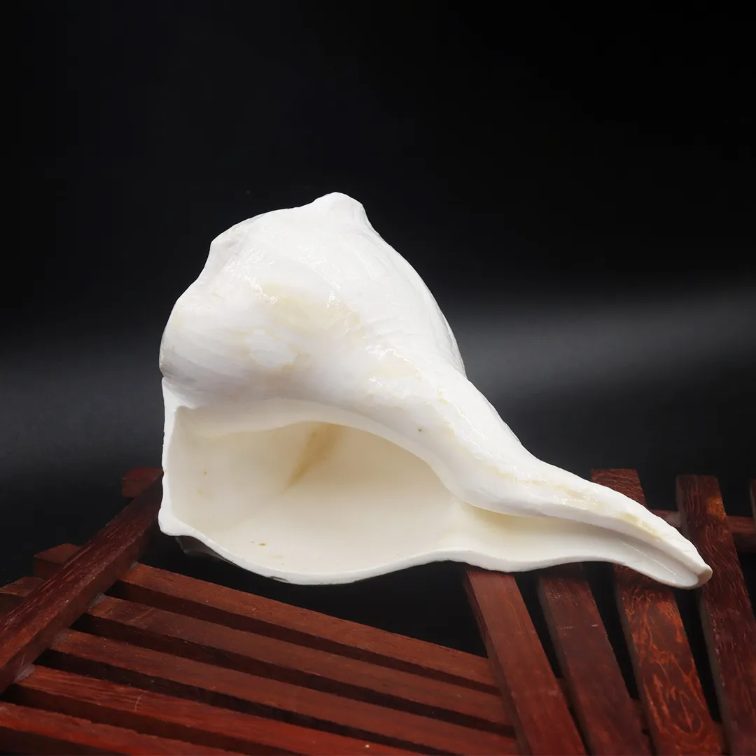 VAZHAMPURI SANGU -MEDIUM(M)