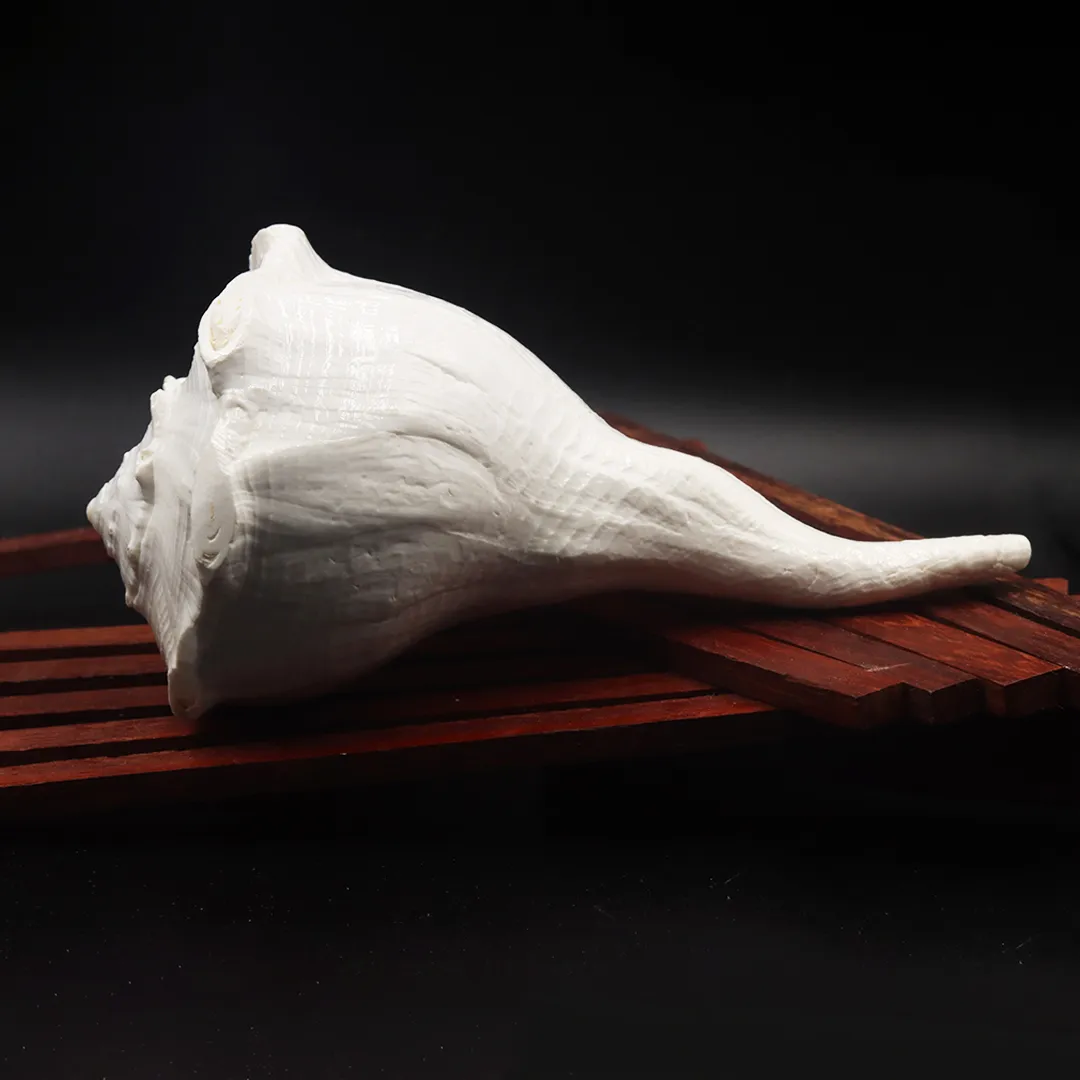 VAZHAMPURI SANGU -MEDIUM(M) - hover